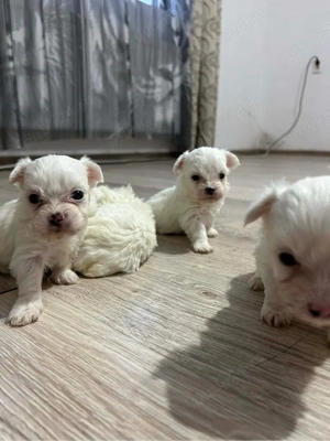 bichon maltez - imagine 4