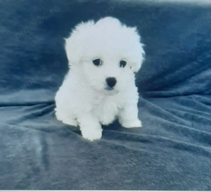 Vand bichon miny toy 6 saptamani
