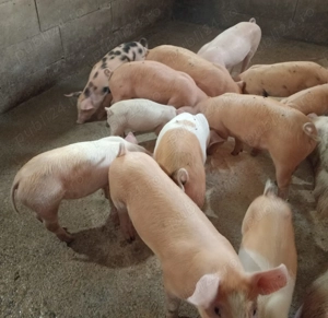 Grăsuni de vânzare 