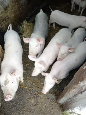 Vand suldei - imagine 2