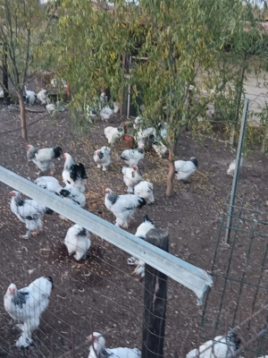 Vând cocoși si găini brahma - imagine 3