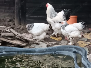 Vând cocoși si găini brahma - imagine 2