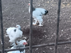 Vând cocoși si găini brahma - imagine 4