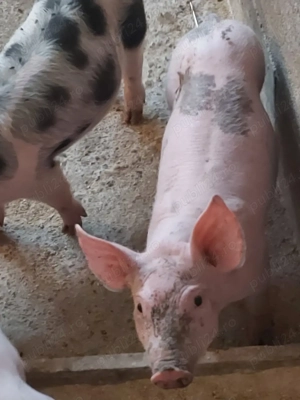 Purcei de vânzare 