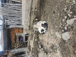 Vând cățel de trei luni - imagine 4