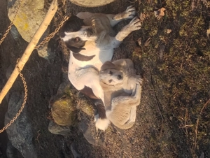 Vând cățel de trei luni - imagine 2