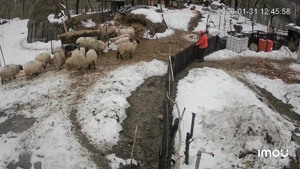 Vând 11 oii gestante  - imagine 4