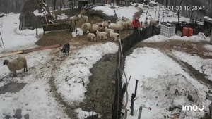 Vând 11 oii gestante  - imagine 3