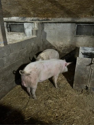 vand doi vieri  - imagine 4