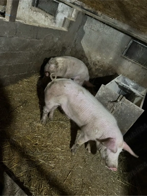 vand doi vieri  - imagine 2