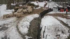 Vând 11 oii gestante  - imagine 5