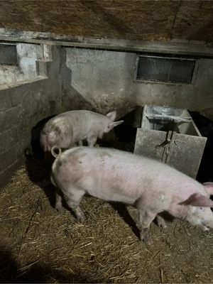 vand doi vieri  - imagine 3