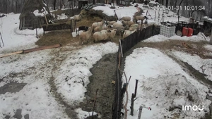 Vând 11 oii gestante  - imagine 2