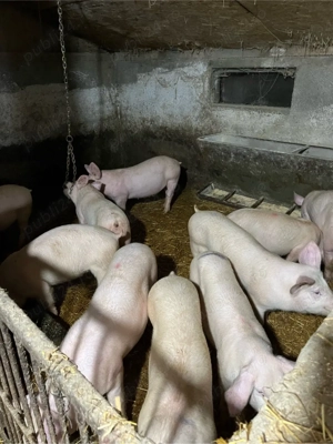 vand grasuni  - imagine 3