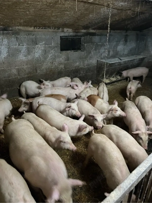 vand grasuni  - imagine 2