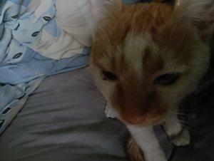 Ofer gratuit doi motanii frații  - imagine 3