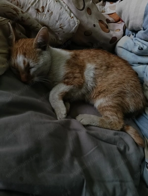 Ofer gratuit doi motanii frații  - imagine 5