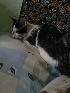 Ofer gratuit doi motanii frații  - imagine 4