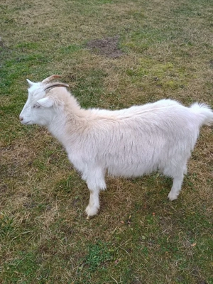 Schimbă locația următoarele capre: - imagine 4