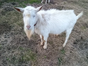 Schimbă locația următoarele capre: