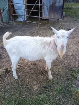 Schimbă locația următoarele capre: - imagine 2