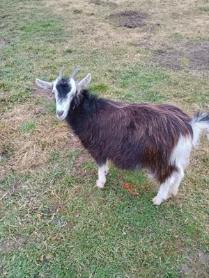 Schimbă locația următoarele capre: - imagine 5