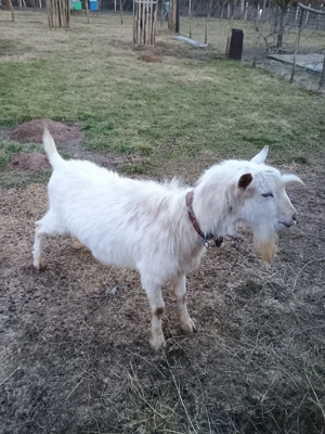 Schimbă locația următoarele capre: - imagine 3