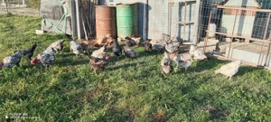 De vânzare găini metis wyandotte argintiu 