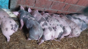 purcei de carne 9 sapt