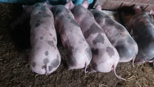 purcei de carne 9 sapt - imagine 3