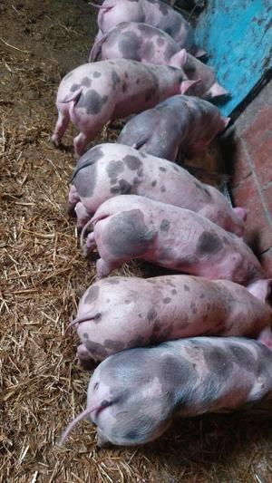 purcei de carne 9 sapt - imagine 4