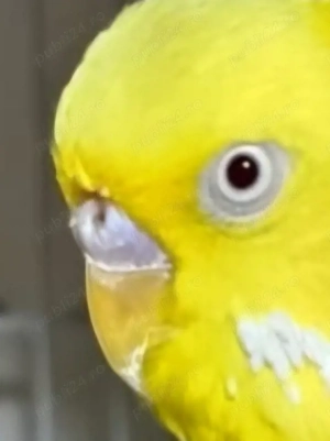 Pachet Premium: Peruș Lutino (Mascul) + Colivie Tip Vilă (70 cm) + Accesorii   Iași - imagine 2