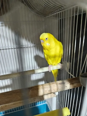 Pachet Premium: Peruș Lutino (Mascul) + Colivie Tip Vilă (70 cm) + Accesorii   Iași - imagine 3