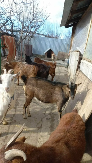 Capre sannen, murciano - imagine 2