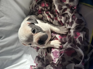 Vând fetiță American Bully poket 