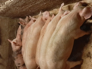 vând soldani de carne diferite mărimi  - imagine 4