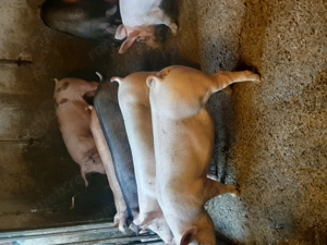 vând soldani de carne diferite mărimi  - imagine 2