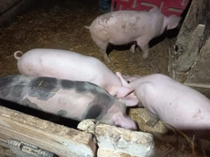 vand grasuni 40 kg - imagine 2