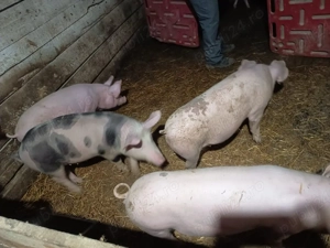 vand grasuni 40 kg - imagine 4