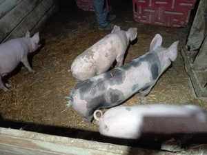 vand grasuni 40 kg - imagine 3