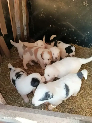 căței Ciobanesc Bucovina  - imagine 4