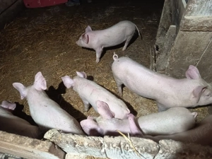 vand grasuni - imagine 5