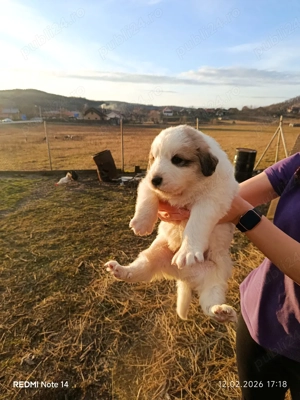 căței Ciobanesc Bucovina 