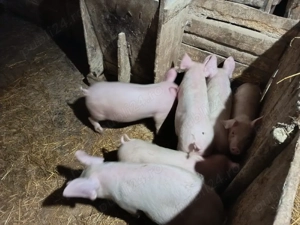 vand grasuni - imagine 3