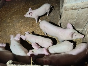 vand grasuni - imagine 2