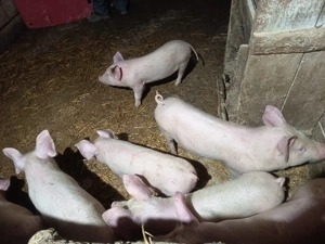 vand grasuni - imagine 4