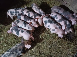 vand scoafa cu 10 purcie - imagine 3