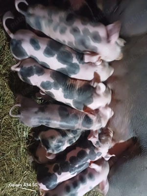 vand scoafa cu 10 purcie - imagine 2