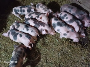 vand scoafa cu 10 purcie