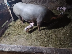 vand scoafa cu 10 purcie - imagine 5